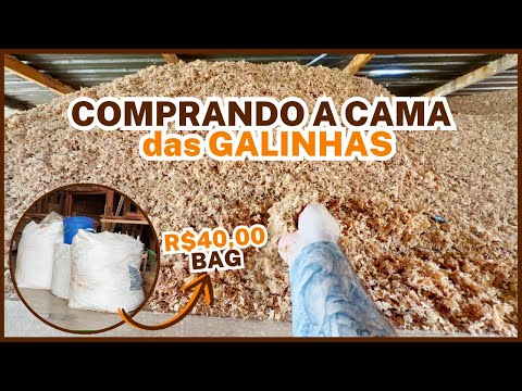 COMPRANDO a CAMA do GALPÃO: maravalha para forrar o chão das galinhas