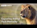 Animal Behavior and Adaptations