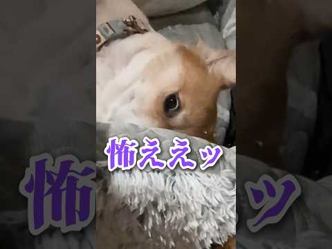 丸刈りコーギーの圧 #柴犬スティーブ #サマーカット #コーギー