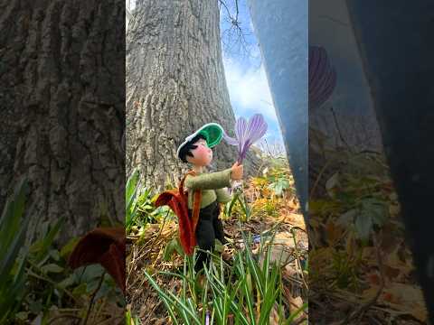 Tiny Grandma picks the first blossoms of Spring. #spring #flowers