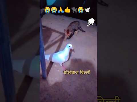 धोखेबाज🕊️😭🐈‍⬛बिल्ली#newsong #song #funny
