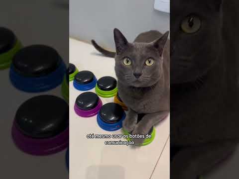 Humanização do gato? 🤔