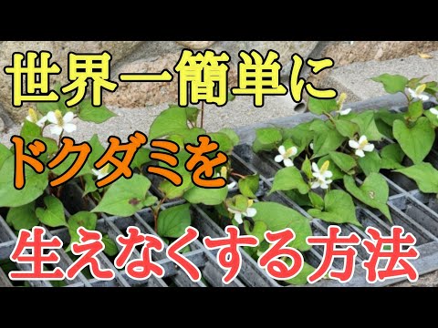 【雑草対策】除草剤や防草シートは必要なし簡単に雑草を生えなくする方法