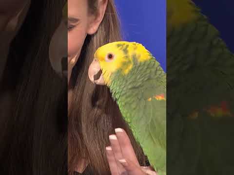 Echo the talking bird from Animal Gardens ! Echo Shocked Judges ! FMTP TV ! #shorts #new #viral