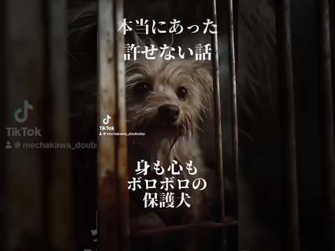【實話】身も心もボロボロの保護犬
