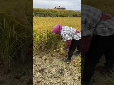 Pemanen padi. #visitani #riceharvesting