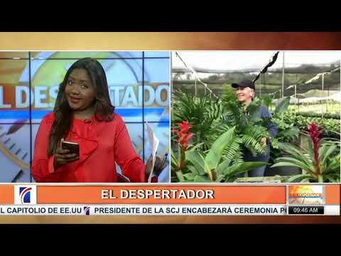 Cuidado que debe dársele a las plantas ornamentales