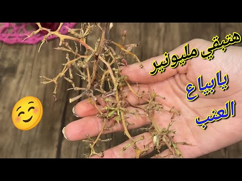 وهتبقي مليونير يا بياع العنب😲 عنقود العنب كنز هيجبلك الملايين😅هتقفووا طوابير عن بياع العنب #وصفات
