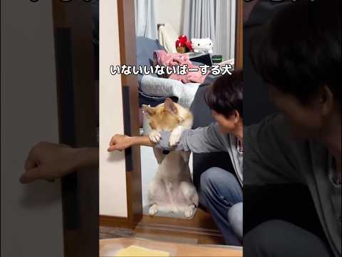 いないいないばぁができるイッヌ #保護犬 #いないいないばあ #shorts サムネイル