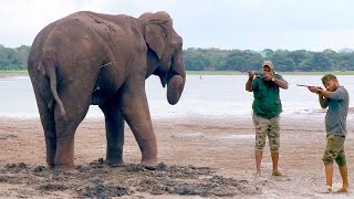 Wildlife heroes treating an injured elephant in the wild | Elephant videos | Elephant #animals