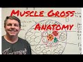 Muscle Anatomy and Connective Tissues