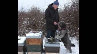 Januar bei den Bienen - was macht der Imker im Januar in unserer Imkerei