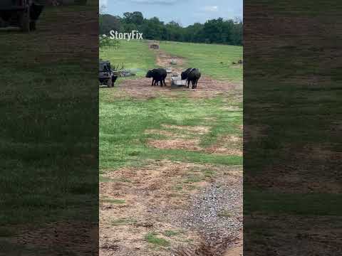 Why You Should Never Mess With A Bull 😨