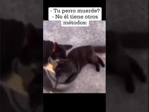 CREO QUE MI PERRO ES MAFIOSO