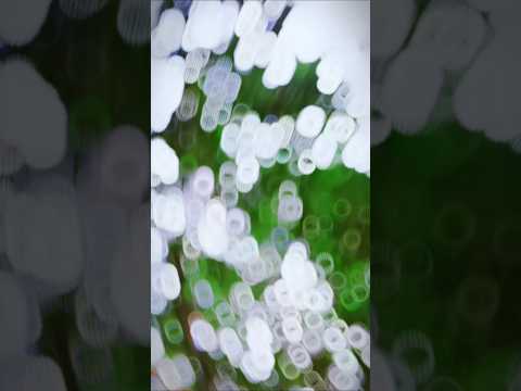 Tumsa Koi Pyaara - Official Video | PAWAN SINGH & PRIYANKA SINGH | #shorts #youtube