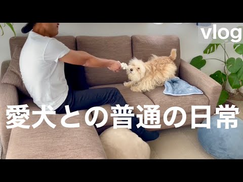 愛犬との普通の日常！テリア