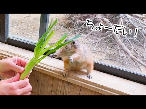 プレーリードッグが思わず手を伸ばしちゃうほど喜んだ美味しすぎるエサとは！？