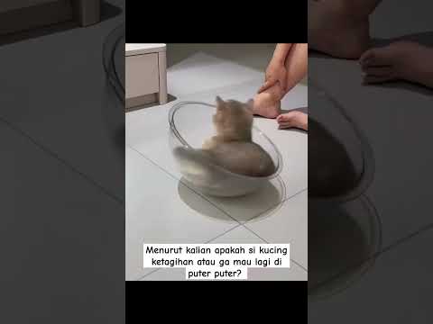 kucing di mangkok #cat #kucinglucu #funnypets