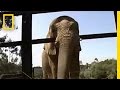 Elephant Communication and Seismic Signals