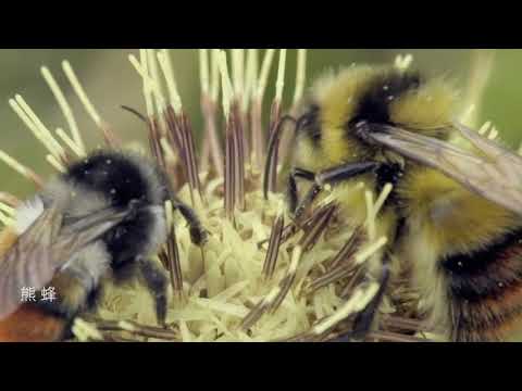 保島－臺灣自然保護區域紀錄影片(國語版)(2) - YouTube
