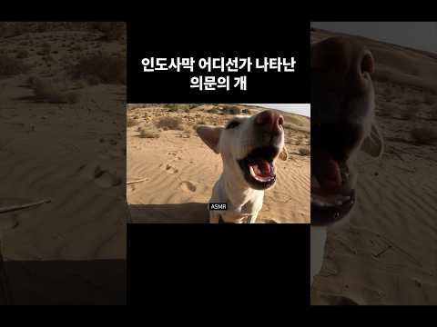 인도사막 어디선가 나타난 의문의 개