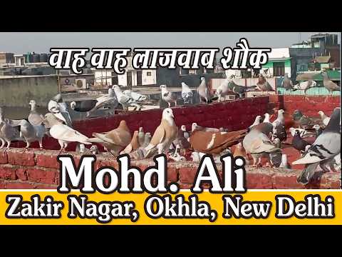 Ali Bhai Ka Lajawab Shok, Zakir Nagar, Okhla, New Delhi