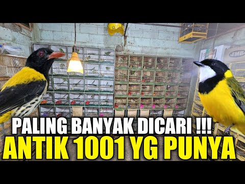 PALING DICARI ! RATUSAN BURUNG ANTIK BURONAN KICAU MANIA LEBIH MURAH HARI INI DIKIOS PASAR PRAMUKA