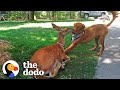 Gibral and Buttons: A Unique Friendship