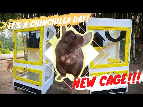 Cleaning And Set Up Chinchilla Wood Cage - JiJu Hamster Island