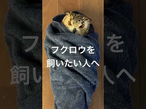 フクロウを飼いたい人へ #フクロウ #owl #owlgaru