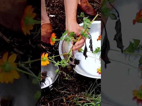 Last Day of Summer Garden (click link for full video) #southerngardens