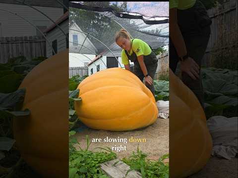 <strong>My</strong> giant pumpkin and squash <strong>are</strong> breaking <strong>my</strong> heart #giantpumpkin #squash #garden #plants #vegetables