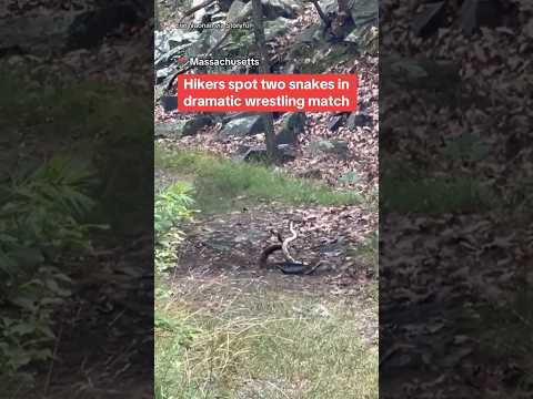 Hiker discovers two snakes having a moment #shorts