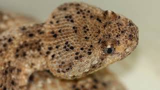 Rattlesnakes! And Others
