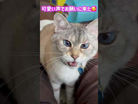 可愛い声でお願いに来た💖