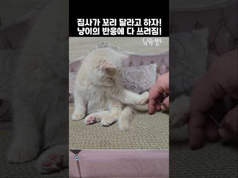 집사가 꼬리 달라고 하자! 냥이의 반응에 다 쓰러짐!