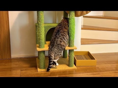 キャットタワーに挑戦する猫の愛らしい姿とお知らせ サムネイル