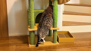 キャットタワーになかなか登れない猫