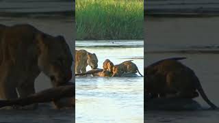 Lion Cubs Use Buck as Raft Pulled by Their Mother