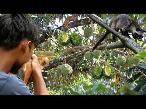 BERBURU‼️MUSANG AKAR dan TUPAI PEMAKAN BUAH DURIAN LEBAT