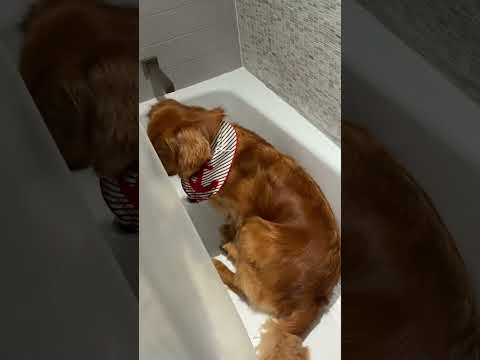 @finnleythecitygolden: Mom leave me alone!!! #dog #doglover