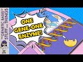Genetics and the One Gene Hypothesis