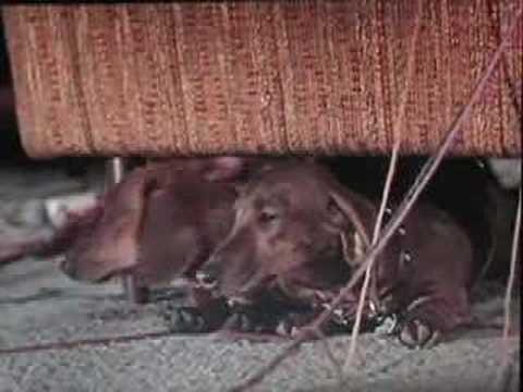 The Ugly Dachshund trailer, Great Dane 1966 Disney