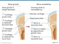 Bone Development and Healing Processes