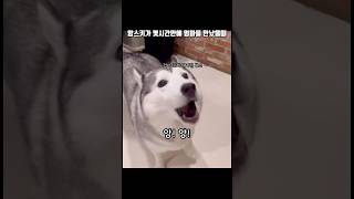 앙스키가 몇시간만에 엄마를 만났을때