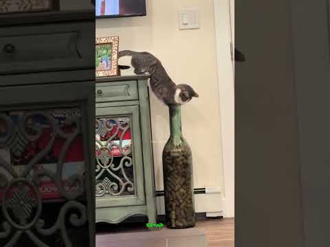 The Cat Smartest Jump