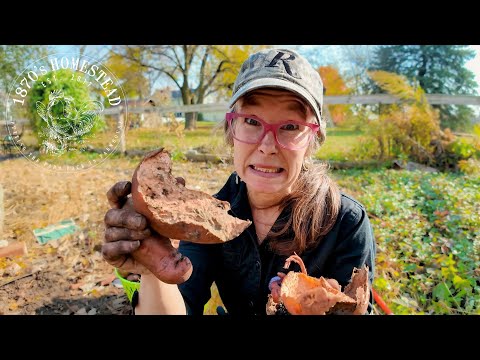 They Ate My Sweet Potatoes | Landscape Fabric Woes