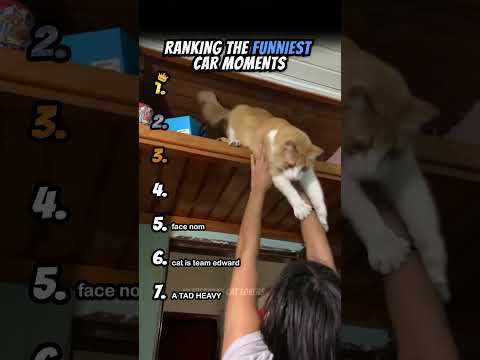 Ranking Funniest Cat Moments Part 15 #shorts #catshort #catrank #ranking