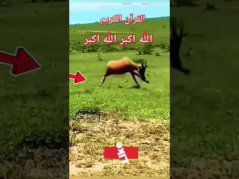 #القران_الكريم #اكسبلور #تلاوه_خاشعه #الحنجرة_الذهبيةقال رب انیی ظلمت نفسیforyou الشيخ محمود الشحات