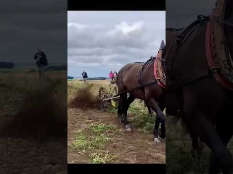 Horses potato harvester #shorts #youtubeshorts #trending #horse